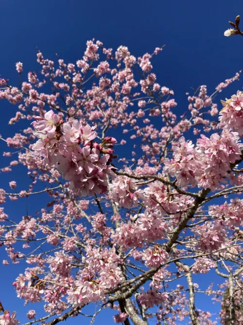 嘉義県